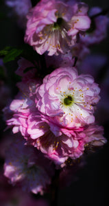 100% Virgin Whipped Shea Butter Infused with Essential Oils "Japanese Cherry Blossom"